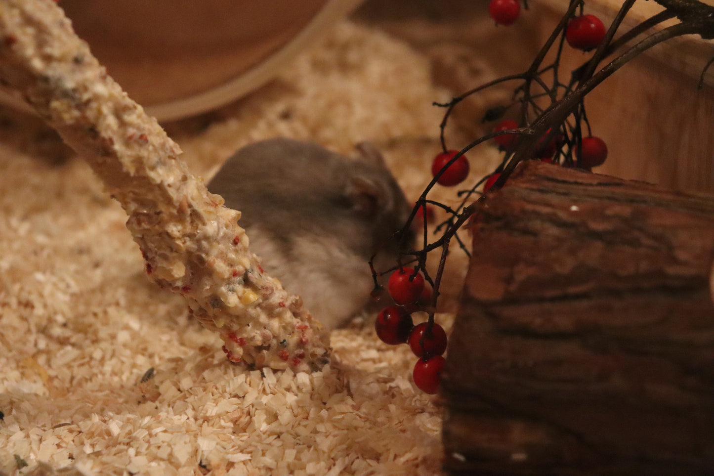 Hamsterbur 120 cm 50 cm höjd